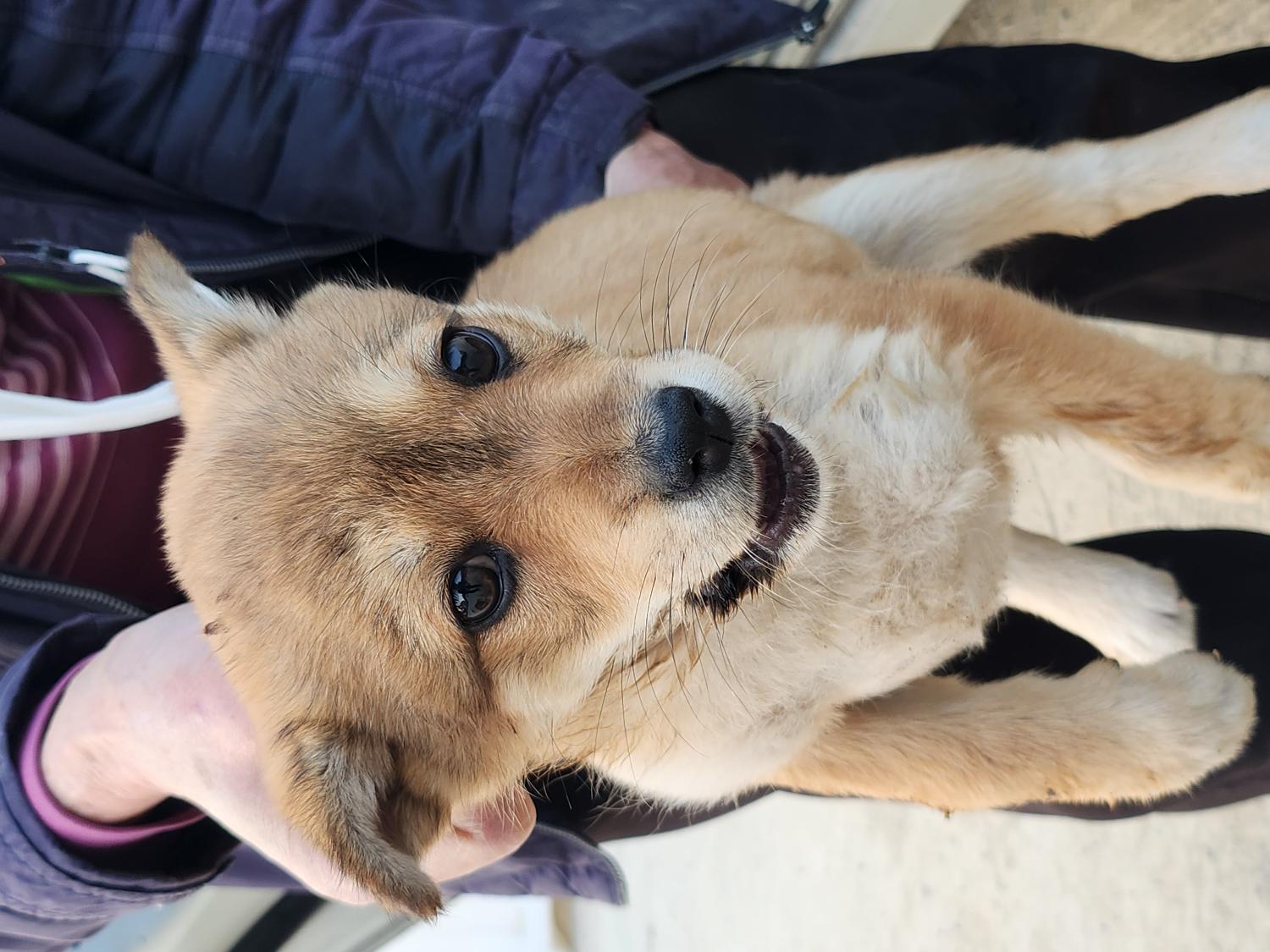 예산동물보호센터_444461202300176